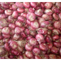 Chinese New season red onion 5-7cm / China fresh onion import export